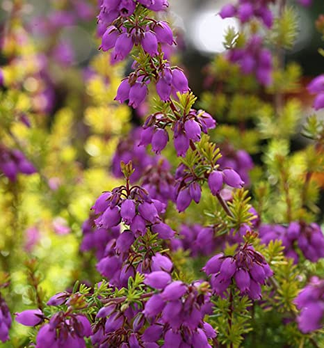 10x Grauheide Golden Sport - Erica cinerea - lebende Gartenpflanze aus den Baumschulen
