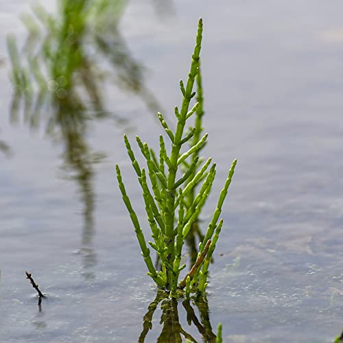 Semillas de espárragos marítimos, Salicornia europaea, planta de habitaciones, plantas silvestres, plantas de semillas, plantas resistentes al invierno, para balcones ingarden, macetas, 10 pcs
