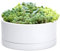 D'vine Dev 10 Inch Plastic Shallow Planter, Large Round Succulent Plant Pot with Drainage Hole and Sauce, Decorative Bonsai Pot for Indoor Plants, White, 76-Z-A-2