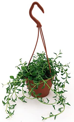 POWERS TO FLOWERS - SENECIO, COLLANA DI PERLE, STRING OF BANANAS, pianta vera