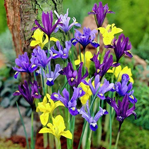 25 Bulbi olandese Iris, colori misti fiori, fioritura estiva