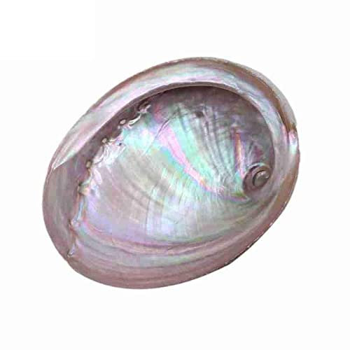 BTZHY Ornements Coquillages de mer, Paquets de Coquille d'ormeau de Sauge Blanche méditation Sainte physiothérapie Purification de l'espace et Support Yoga guérison D