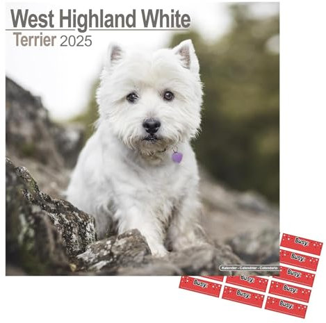 West Highland Terrier Kalender 2021 | Eckiger Hunderasse Wandkalender | 16 Monate | mit Organisationsaufklebern