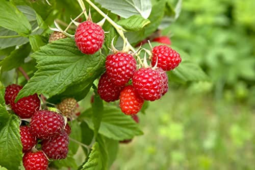 Lampone Rubus idaeus Rossana frutti di bosco pianta in vaso ø18 cm Vivaio di Castelletto