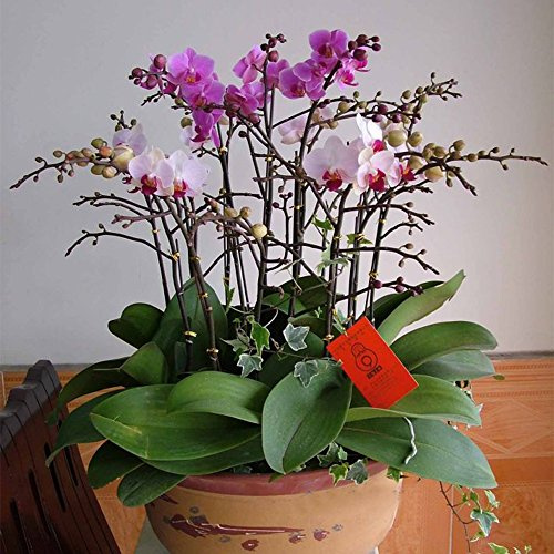 Fuanxi Farfalla Orchidea Semi 20pcs Orchidea Fiori per Bonsai, Balcone, Giardino
