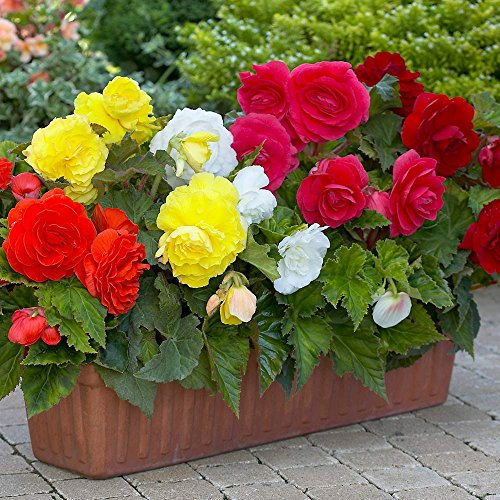 Begonia Double Mix Bulbs 4 per Pack