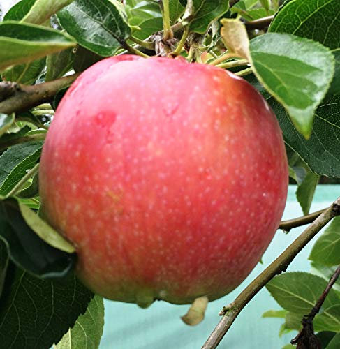 Apfelbaum Valuta, kompakte Apfelbaum ca.180 cm. Kulturapfel, Dessert Sorte, ЯБЛОНЯ ВАЛЮТА