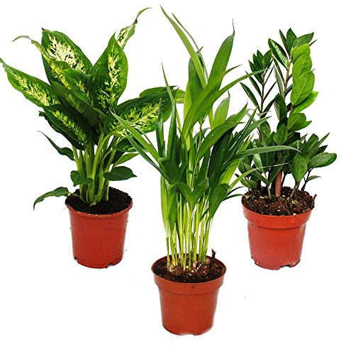 Exotenherz - Kit de plantation pour chambre - Dieffenbachia - Dypsis lutescens - Zamioculcas - 3 plantes - Facile d'entretien - Purifiant à l'air - Pot de 12 cm