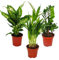 Exotenherz - Kit de plantation pour chambre - Dieffenbachia - Dypsis lutescens - Zamioculcas - 3 plantes - Facile d'entretien - Purifiant à l'air - Pot de 12 cm
