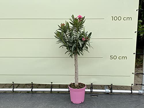 Tropictrees - Rosa oleander sobre tallo de 100 cm