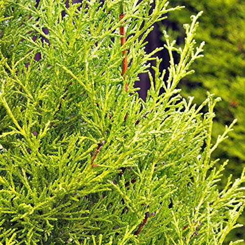 Gold Leylandii Fast Growing Evergreen Conifer Hedging Garden Plants in Pots (1-2ft, 5 Plants)