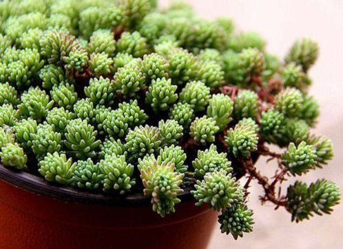 Frische Sedum Hispanicum 30 halb spagnolo Steinpfeffer Bodendecker sukkulente