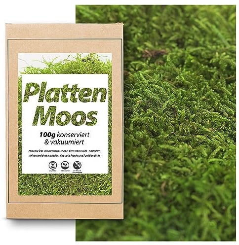 1 Kiste Echtes Moos - Natur Moos Deko zum basteln in verschiedenen frischen Sorten - DIY - Islandmoos, Plattenmoos, Bollenmoos, Hügelmoos Sphagnum Moos (100 g Plattenmoos Konserviert Grün)