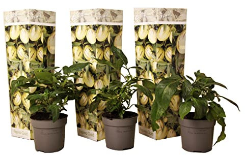 Plant in a Box - Solanum Muricatum 'Pepino gold' - Set de 3 - Maceta 9cm - Altura 25-40cm