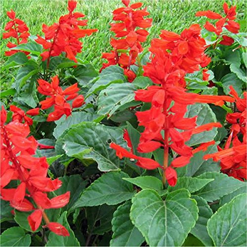 Semi Di Salvia Splendida Nana