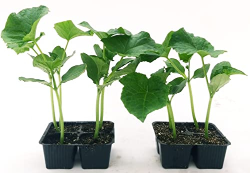 POWERS TO FLOWERS - ZUCCHINO VERDE CHIARO, 8 PIANTE BIO, Piante vere