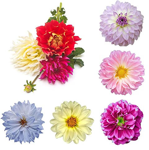 Dahlien Knollen Winterhart Mix Dahlia Dahlie - Seltene Pflanzen Zwiebeln Serie - FrüHblüHer Blumenzwiebeln MehrjäHrig Zwiebel Winterharte Balkonpflanzen Hochbeet Balkon Deko Blumen 10Stück