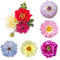 Dahlien Knollen Winterhart Mix Dahlia Dahlie - Seltene Pflanzen Zwiebeln Serie - FrüHblüHer Blumenzwiebeln MehrjäHrig Zwiebel Winterharte Balkonpflanzen Hochbeet Balkon Deko Blumen 10Stück