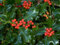 Agrifoglio Nellie Stevens (Ilex Mutchagara Nellie R. Stevens) vaso 18cm