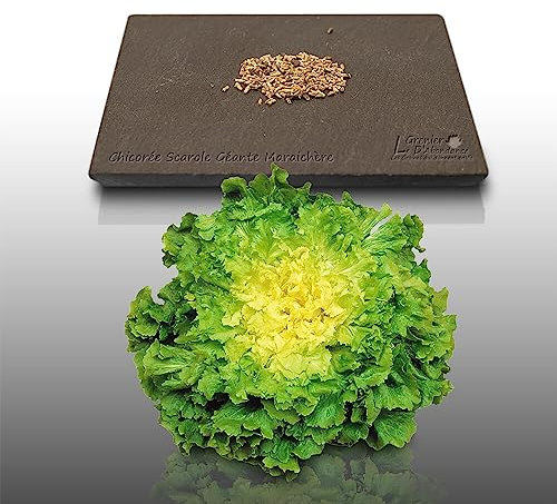 250 graines à semer - Le Grenier d'Abondance - CHICOREE SCAROLE Géante Maraîchère - Cichorium