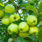 50 Pcs Apfelbaum Kaufen Samen - Malus Pumila - Baum Deko Obst, Nachhaltige Geschenke, Bonsai Samen Apfel, Säulenobst Balkonpflanzen, Sapote Frucht, Winterharte Kübelpflanzen, Pflanzen