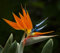 Paradiesvogel Pflanze, Paradiesvogel Zwiebeln, Blumenzwiebeln MehrjäHrig Winterhart, Paradiesvogel, Winterhart, Paradiesvogel Pflanze Paradiesvogel Rhizome Paradiesvogel Knollen-10Zwiebeln-A