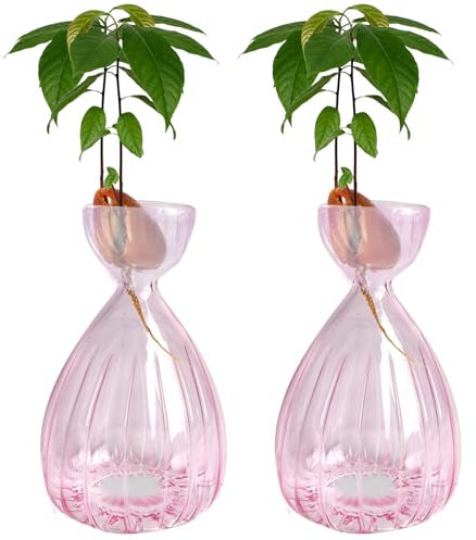 Luolety Avocado-Samen-Startervase, Avocado-Baum-Anzucht-Set, Glas-Hydrokulturvase, Rosa, für den Innenbereich, mittlere Größe, 2 Stück