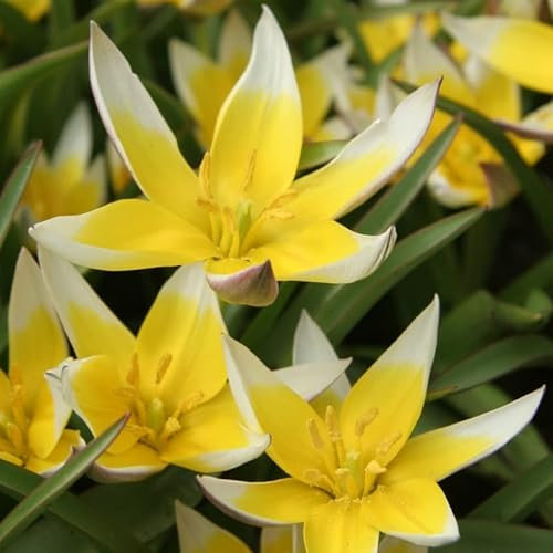 Tulpe Tarda | 10 Stück | Blumenzwiebel | Verwildernd | Topfpflanze | Geeignet für Kübel | Gelb | 100% Blütegarantie | QFB Gardening | Specie | Tulpenzwiebeln