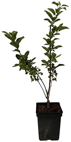 Wildapfel Holzapfel Apfel Malus sylvestris Bienen Insekten Nährgehölz Pollenspender 3 L Topf 60-100 cm