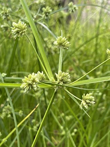 PondPlantsUK - 2 x Marginal Plants - Including a Pot and Compost - Margianl Aquatic Pond Plant (Cyperus alternifolius (Umbrella Palm))