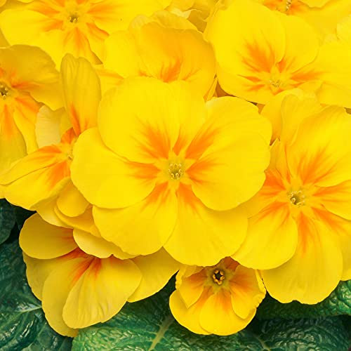 Polyanthus Yellow | Colourful Flowering Garden Ready Bedding Plants 6 Pack