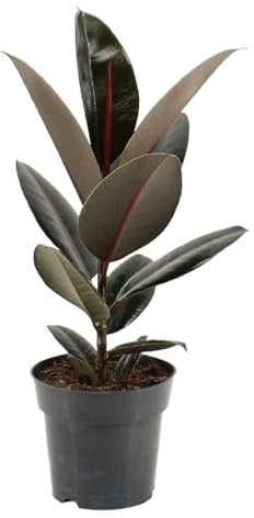 Trendyplants - Ficus Elastica Abidjan - Gummibaum - Zimmerpflanze - Höhe 45-65 cm - Topfgröße Ø17cm