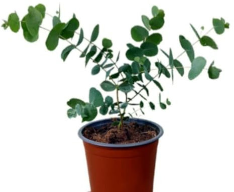 Planta natural Eucalipto Cinerea, 20-30 cm. Eucalyptus Cinerea. Eucalipto de hoja redonda. Planta aromática de uso ornamental o medicinal.