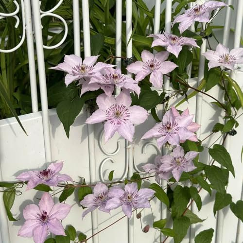 clematis zwiebeln, rankpflanzen winterhart klematis kletterpflanzen mehrjährig blumenzwiebeln frühblüher frisch pflanzen für draußen steingartenpflanzen 6pcs