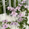 clematis zwiebeln, rankpflanzen winterhart klematis kletterpflanzen mehrjährig blumenzwiebeln frühblüher frisch pflanzen für draußen steingartenpflanzen 6pcs