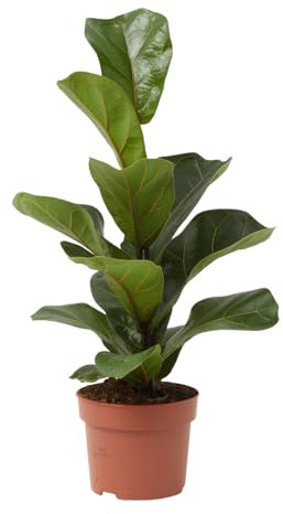 Verdecora Ficus Lyrata en maceta Ø12cm | Ficus Hoja de Violín | Planta Verde de Interior Elegante | Hojas Grandes y Brillantes | Purificador de Aire