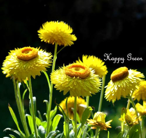 Strawflower Yellow - Helichrysum Bracteatum - 900 Seeds + Plant tag + Freebie - Everlasting Flower