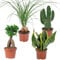 Bloomique - 4er-Mix - Tropische Zimmerpflanzen - Opuntia, Ficus, Sansevieria, Beaucarnea - Luftreinigend - 20-40 cm Hoch - Topf 12 cm