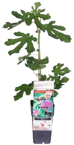 Higuera Árbol Frutal con Cuidado y Mantenimiento Sencillos Planta Higos Natural