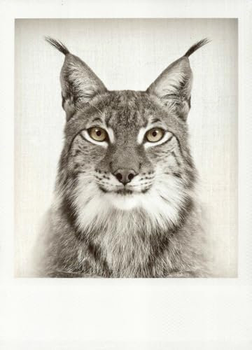Tushita Schwarzweiss-Postkarte Luchs