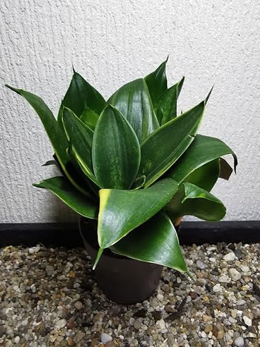 Zimmerpflanzen : Sansevieria  Green Hahnii  Bogenhanf - extrem robust, attraktiv gefärbte Sorte
