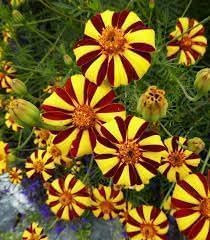 Oeillet d'Inde 'Court Jester' - Tagetes tenuifolia 100 Graines