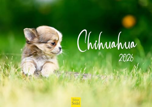 Edition Seidel Premium Kalender Chihuahua 2026 Format DIN A3 Wandkalender Hundekalender Hund Welpe Hunderasse Haustier