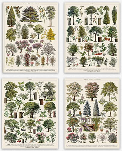Botanical Prints and Wall Art - Tree Vintage Poster for Aesthetic & Nature Home Decor Set of 4 Tree Species Wall Hangings and Forest Decor Arboretum Illustration Wall Art in French (30cm x 40cm)