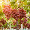 Traubenkerne Weintrauben Samen Frisches Obst WeinbläTter Obstbaum Trauben Kletterpflanzen Winterhart Gartenpflanzen Bio Saatgut Seltene Pflanzen Vine HäNgepflanze GäRtner Geschenke 20 Weinrebe Saatgut