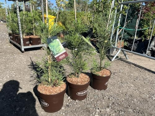 Giant Redwood 'Healthy Mammoth Collection' - Sequoiadendron giganteum - Complete Set of Three Premium Dutch-Bred Specimen Conifers - All Varieties Included - 80/100cm 7.5L