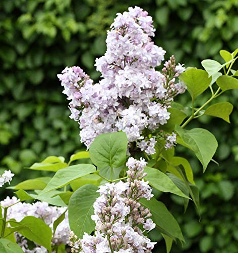 Edelflieder Nadeshda - Kircher-Collection 40-60cm - Syringa vulgaris