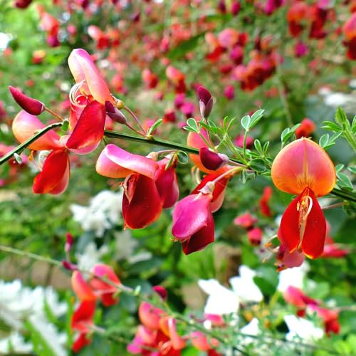 500 pcs ginster pflanzen winterhart samen - blumensamen gastgeschenk,Cytisus scoparius, flower winterfeste pflanzen für garten winterfeste pflanzen für balkon kräutergarten geschenk