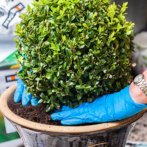 Buxus Ball 30cm di diametro, comune bosso, topiaria da giardino, arbusto sempreverde reale.