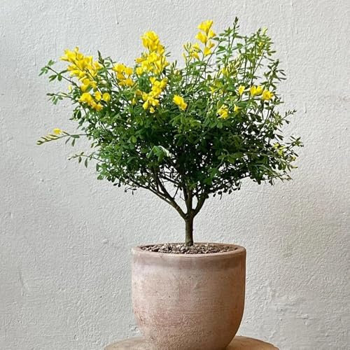 semi resistenti piante di ginestra, Acquista piante esotiche resistenti, alberi semi di ginestra semi di piante d'appartamento, bonsai da interno Piante sempreverdi, resistenti, 65pcs